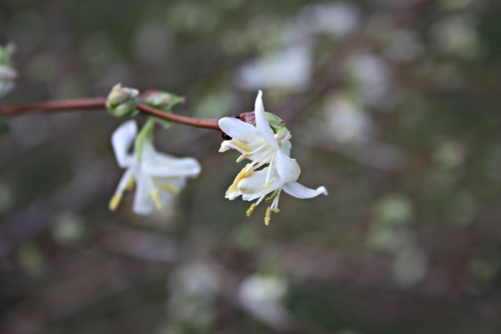 zarte weiße Blüten