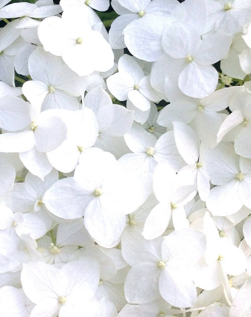 Zarte weiße Blüten für Euch