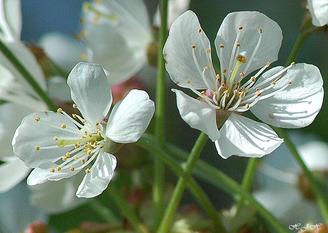 Zarte Wildkirschenblüten