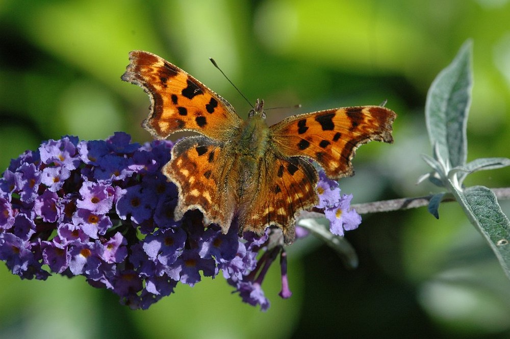 Zarte Wunder der Natur - Schmetterlinge