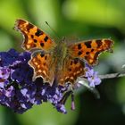 Zarte Wunder der Natur - Schmetterlinge