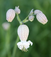 zarte Zeichnung auf einer Blüte auf der Wiese