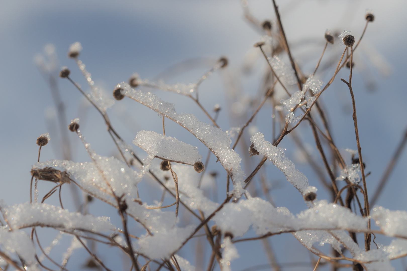 Zarte Zweige im Winterlicht