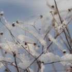 Zarte Zweige im Winterlicht