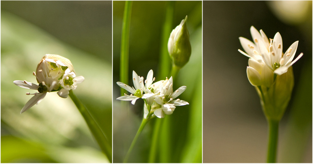 °Zarte°Blüten°