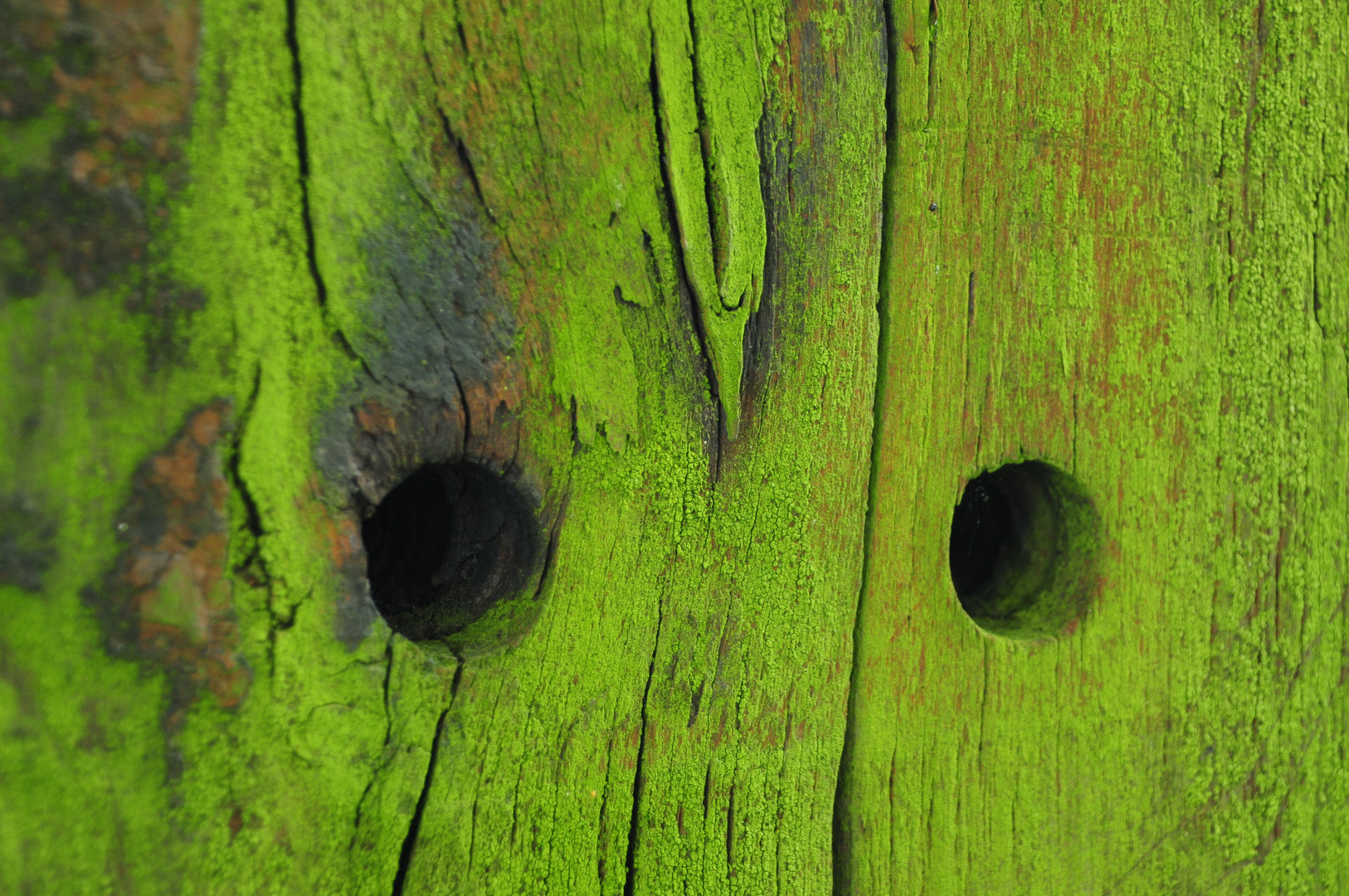 Zarter Bewuchs Foto & Bild sonstiges, natur Bilder auf