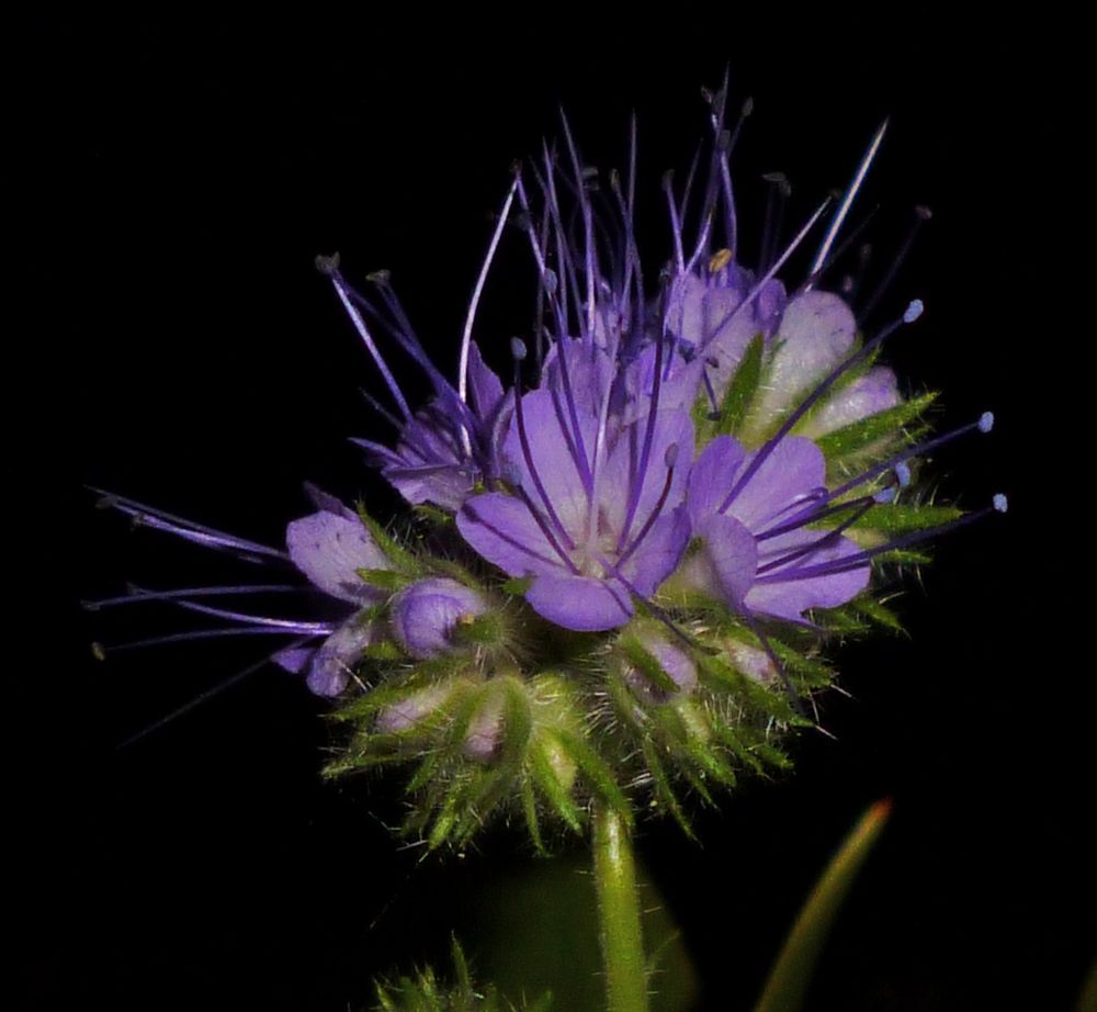 zarter Blauer Gruß aus der Nacht