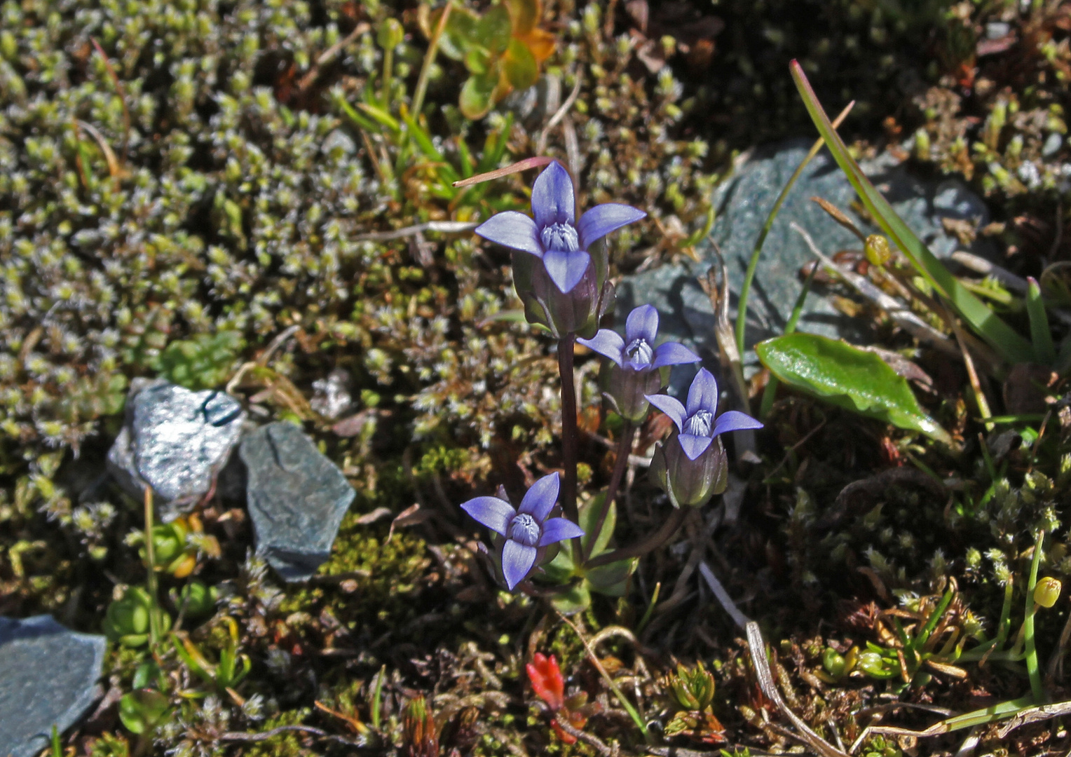 Zarter Enzian ( Gentiana tenella )