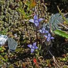 Zarter Enzian ( Gentiana tenella )