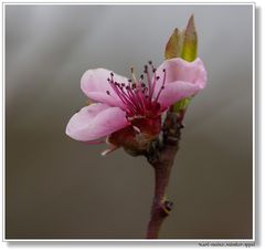 zarter Frühling