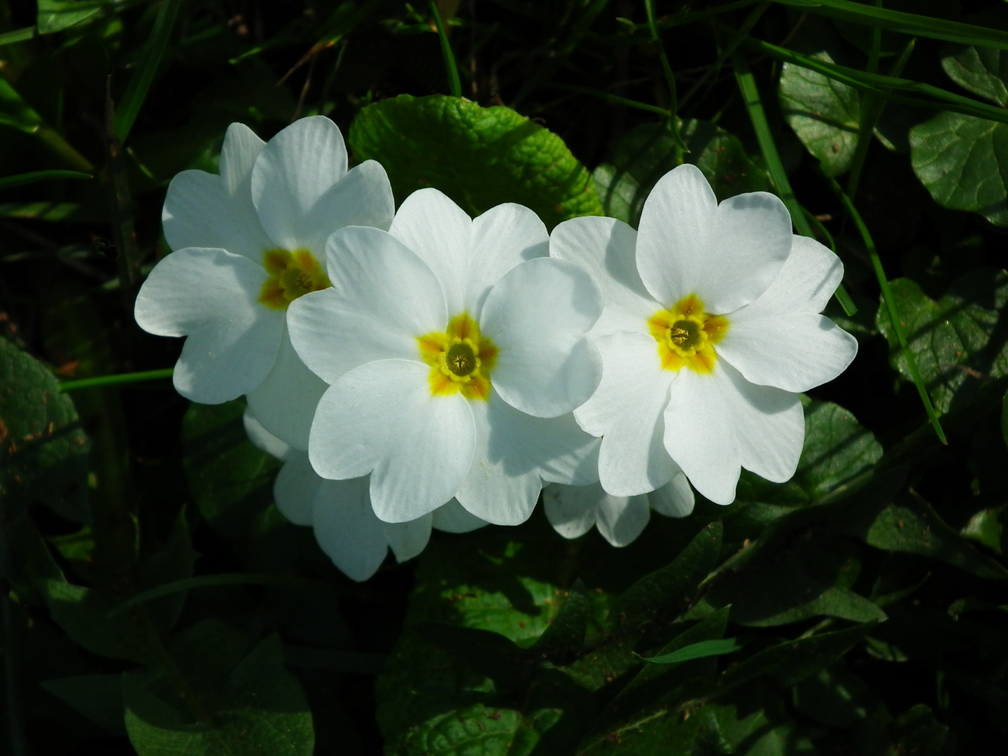 zarter Frühling