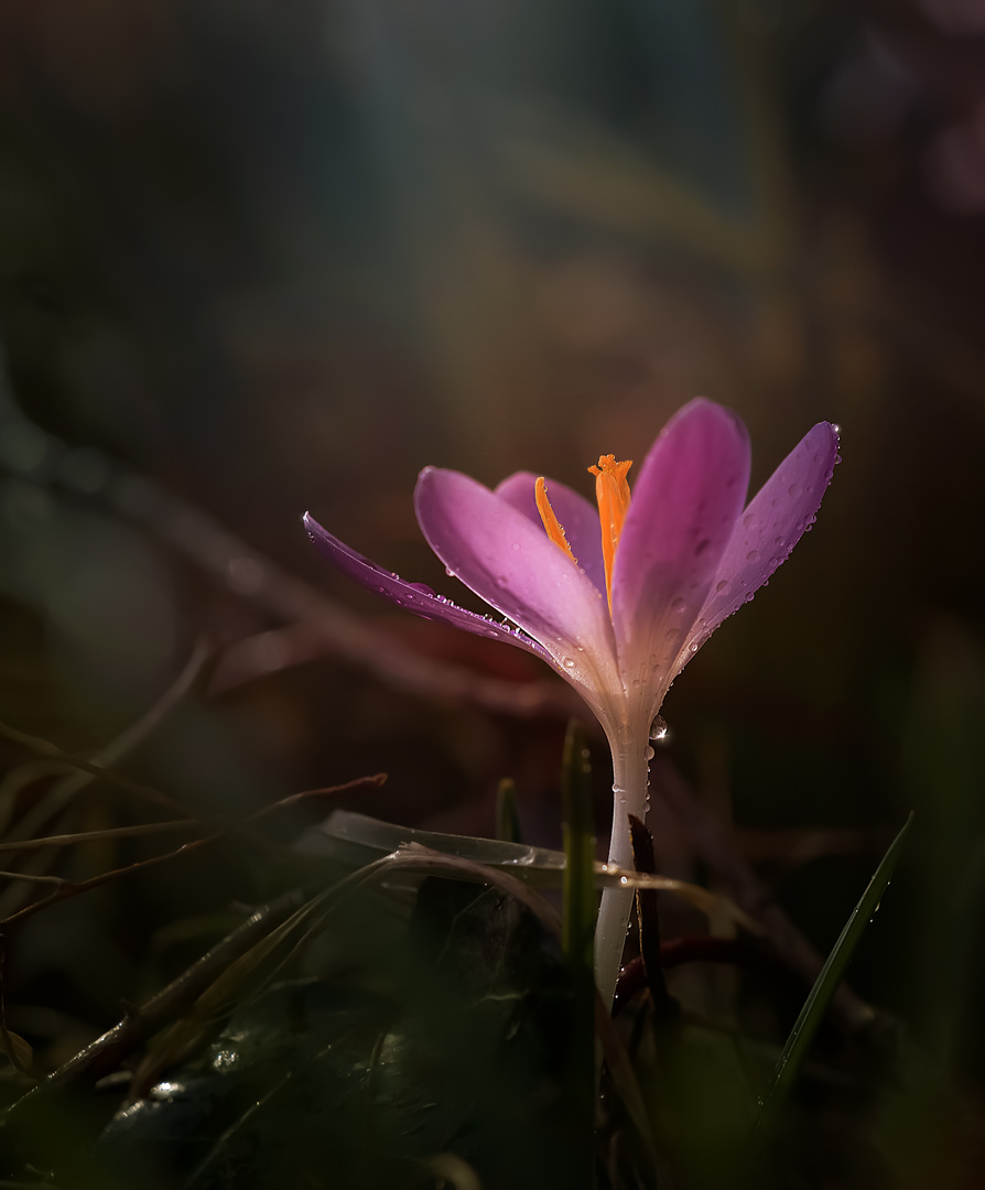 Zarter Frühling!