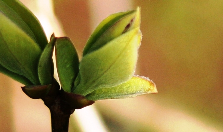 zarter Frühling