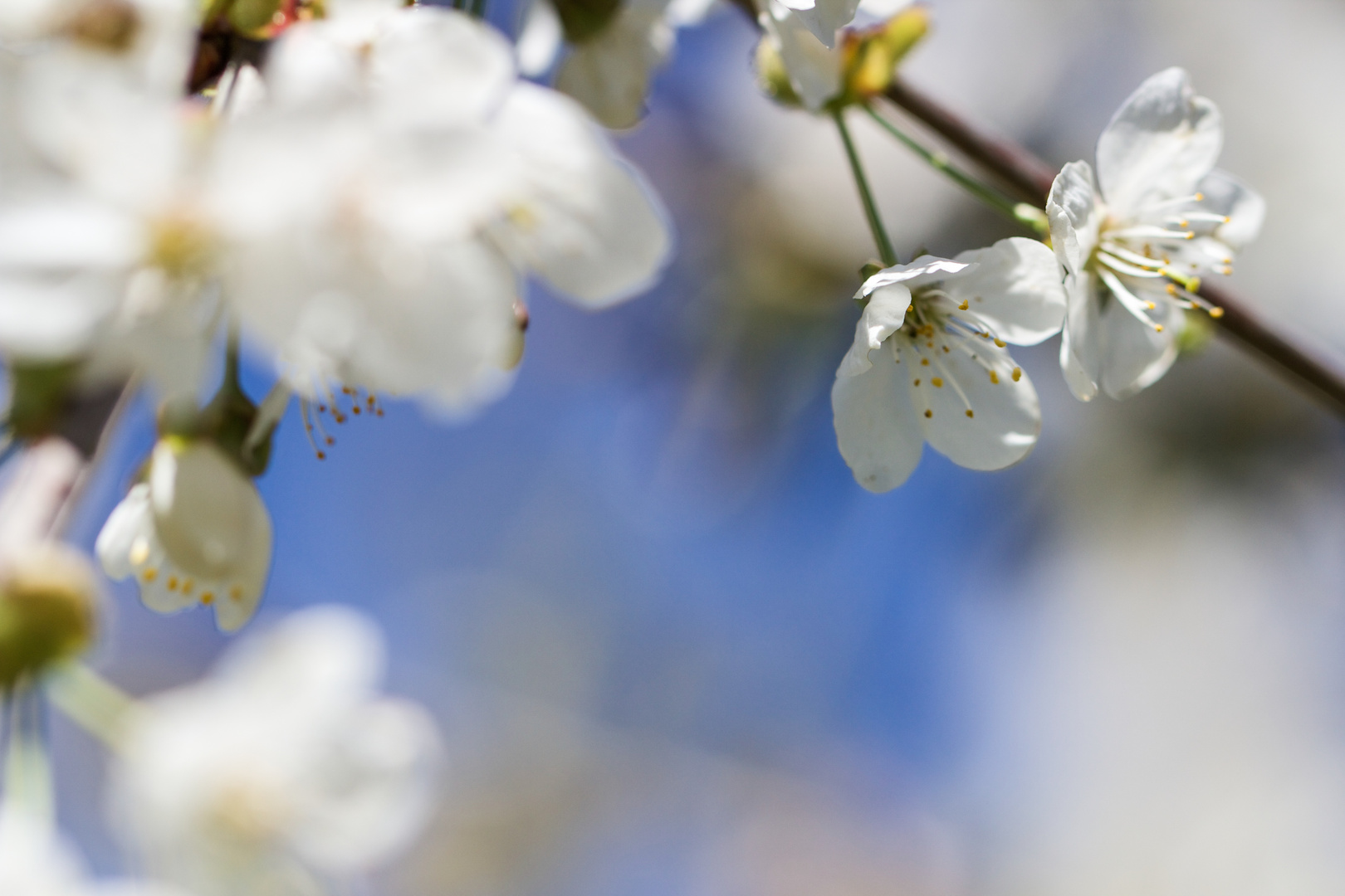 zarter Frühling.