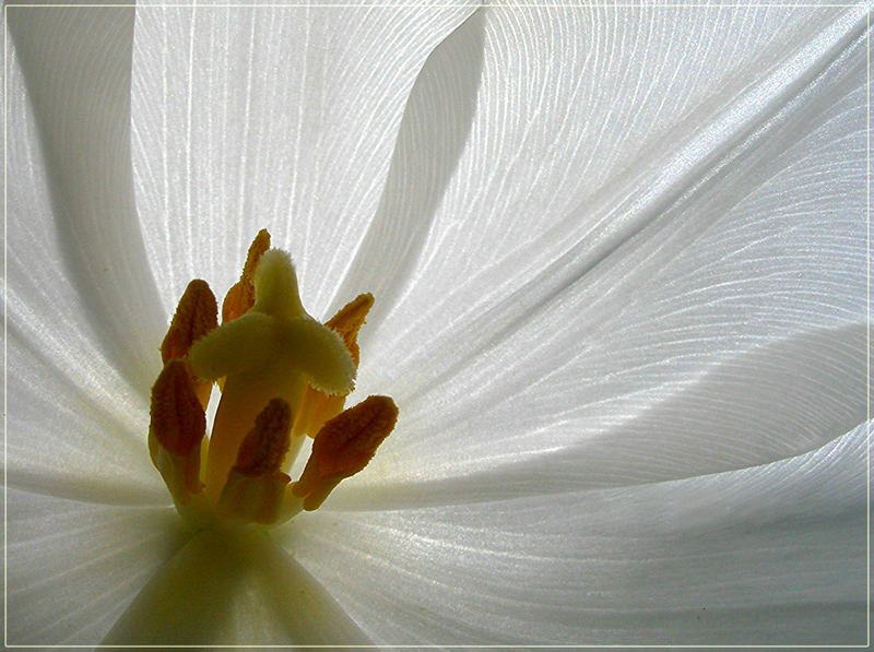 Zarter Frühling