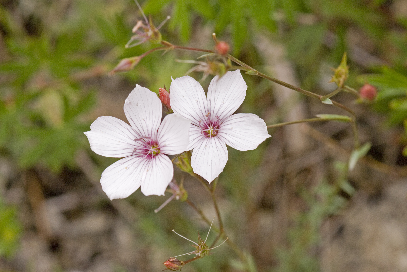 Zarter Lein (Linum tenuifolium)