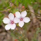 Zarter Lein (Linum tenuifolium)