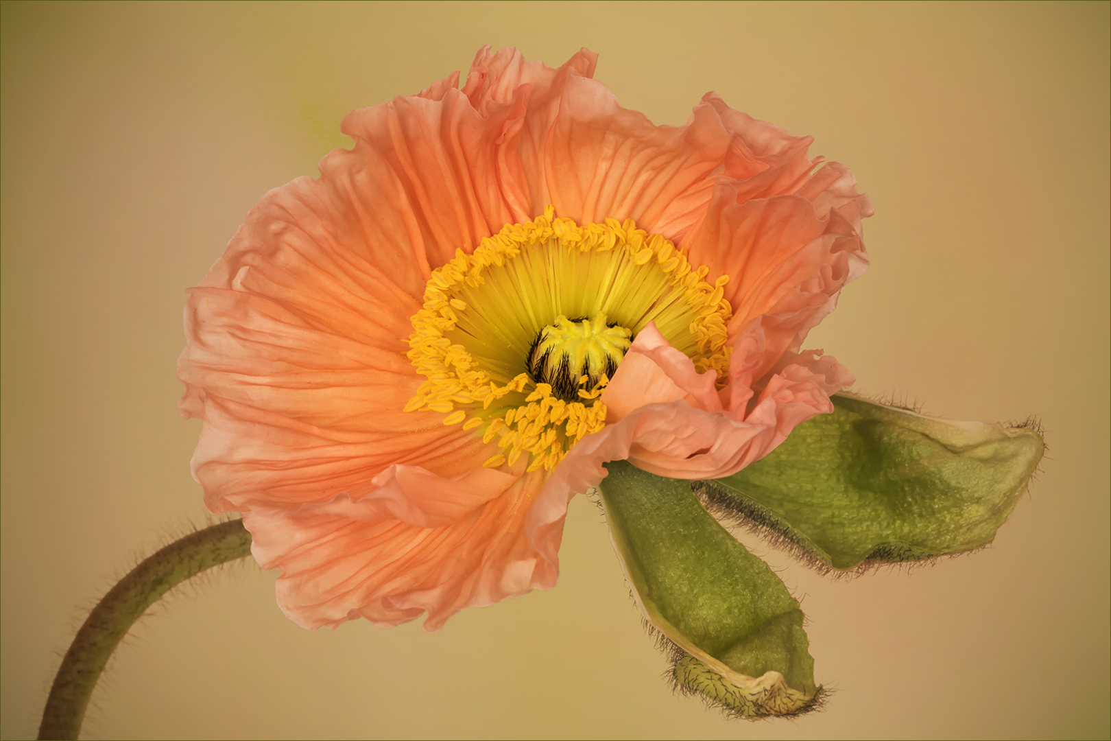 Zarter  ~  Papaver   ~  Mohn....  