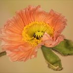 Zarter  ~  Papaver   ~  Mohn....  