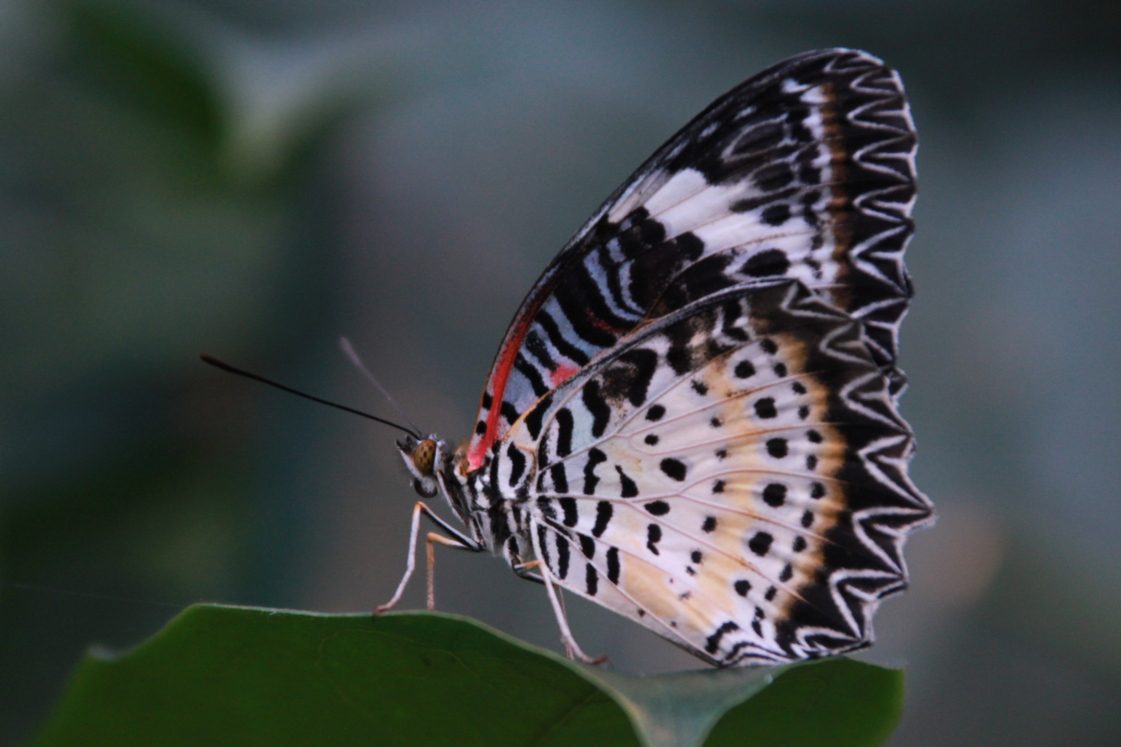 zarter Schmetterling