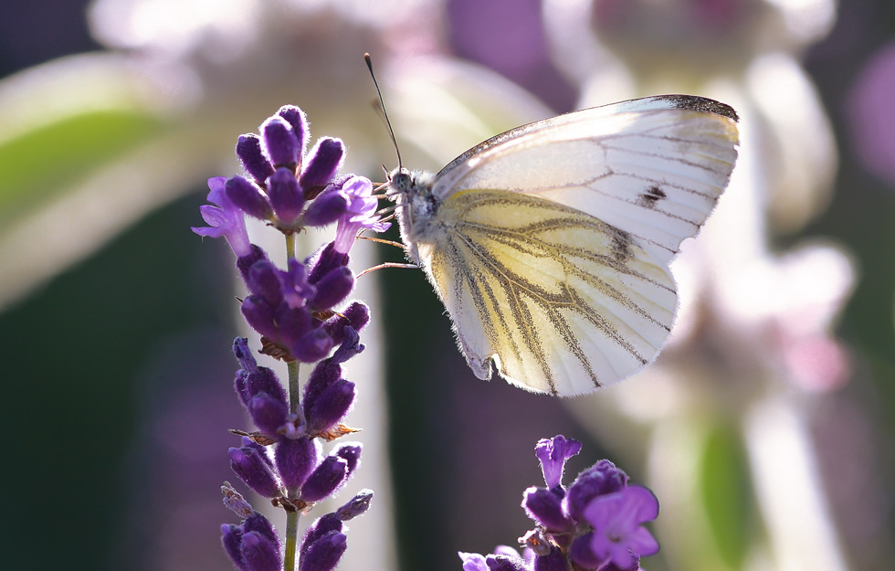 Zarter Schmetterling