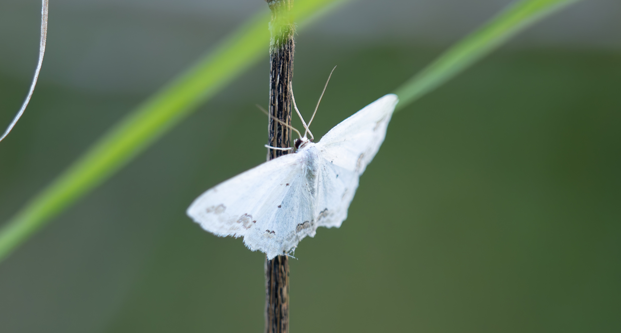 zarter Schmuck-Kleinspanner (Scopula ornata)