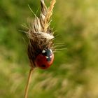 zarter Siebenpunkt-Marienkäfer / Coccinella septempunctata