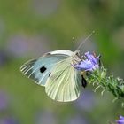 Zarter Sommerbote in Gelb-Weiß. 