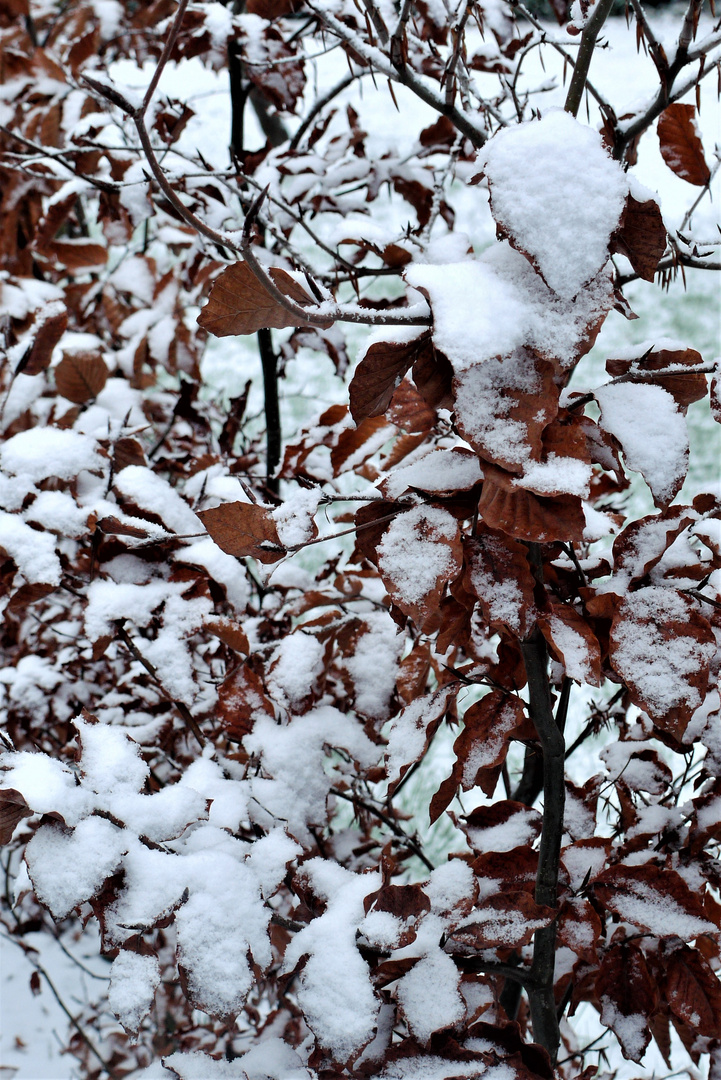 zarter Wintergruß (2) Dezember 2018