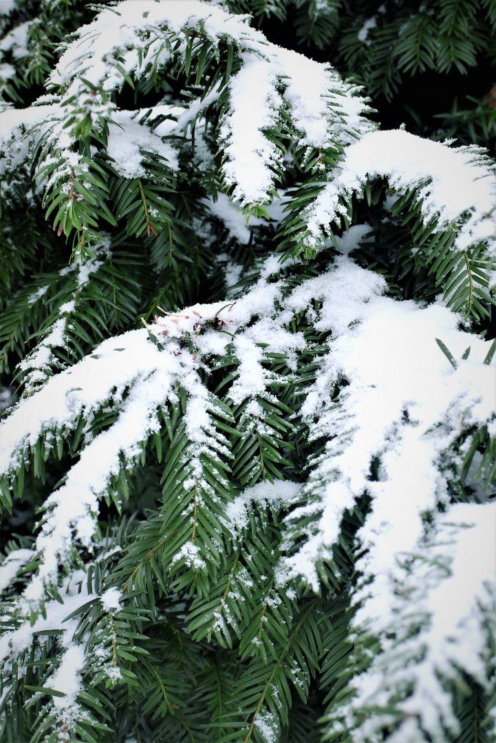 zarter Wintergruß Dezember 2018