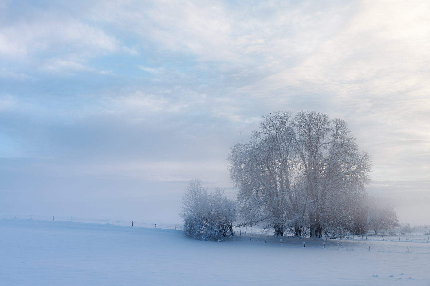 Zarter Winterschleier