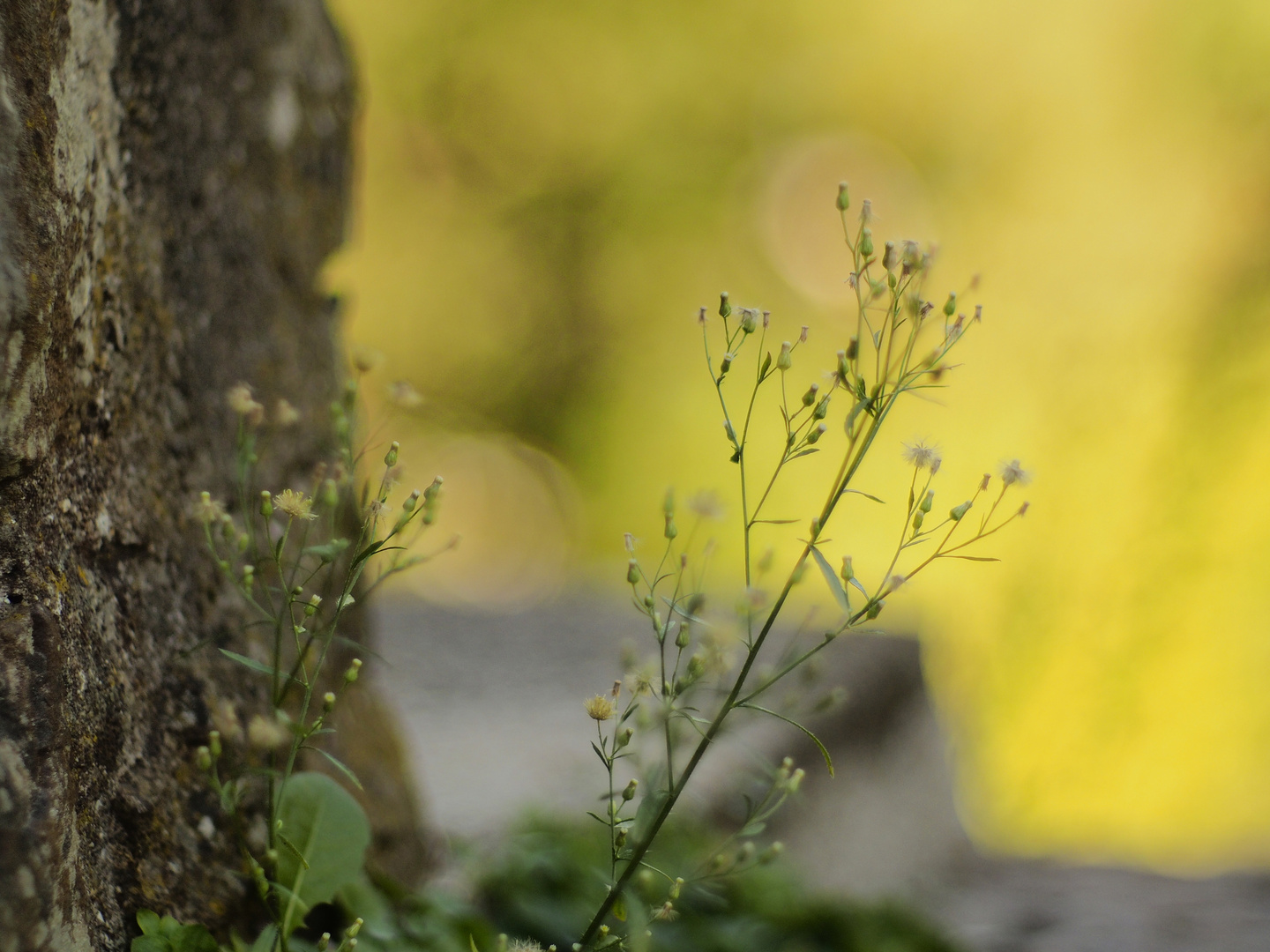 Zartes aus dem Felsen