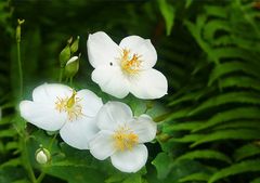 Zartes aus dem Wald
