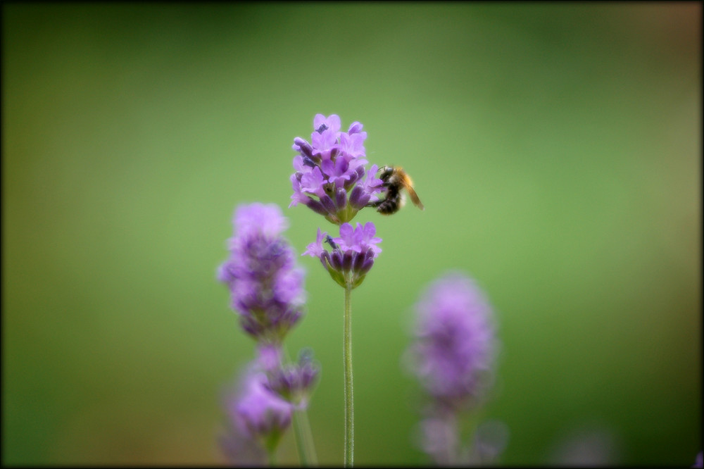 zartes bienchen