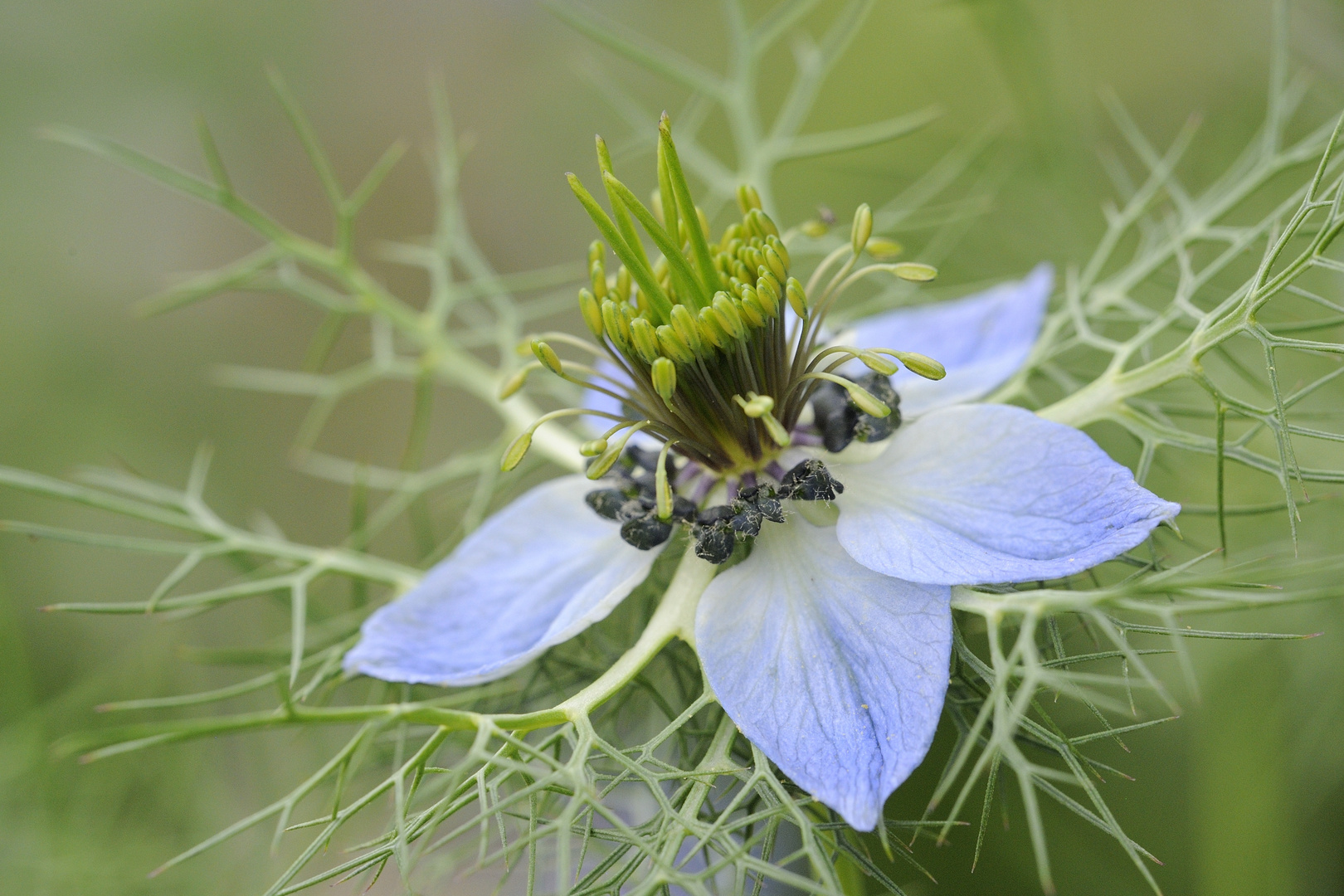 Zartes Blau