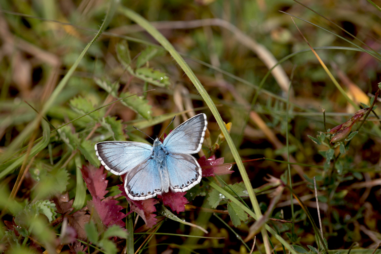 Zartes Blau