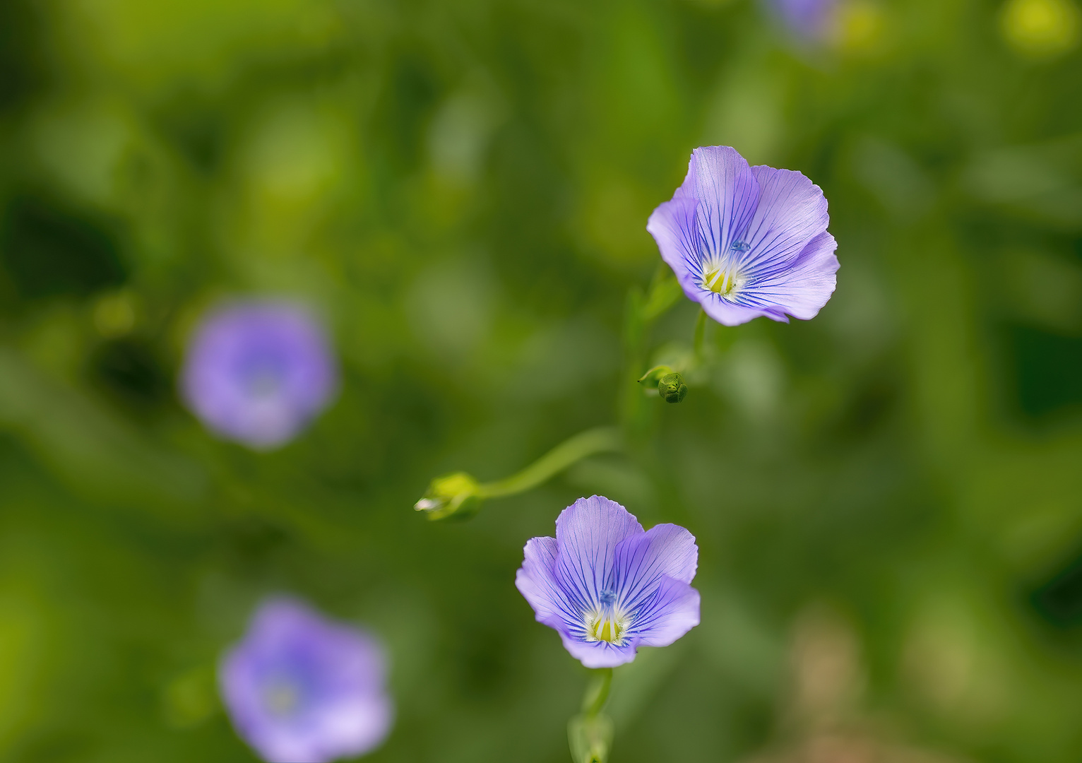 zartes blau - Lein