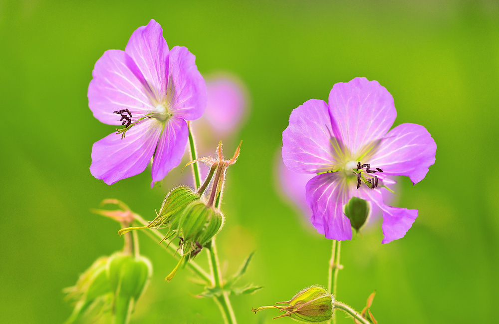 Zartes Blümchen