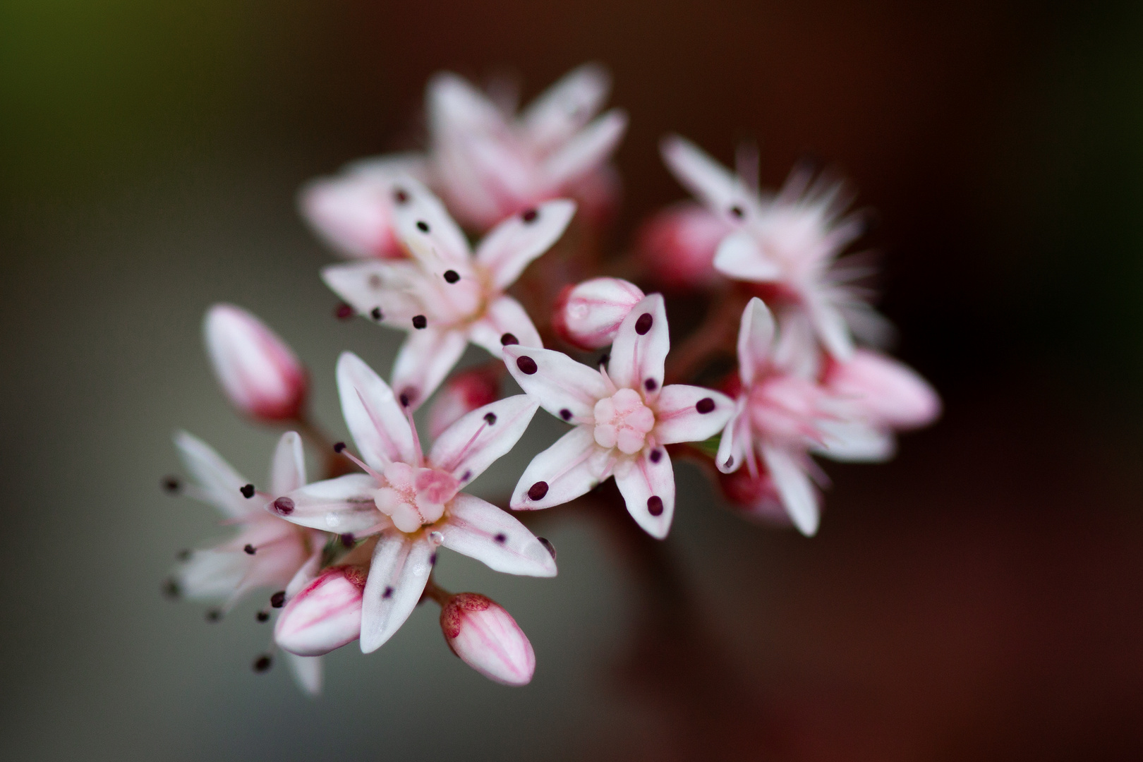 zartes Blümchen