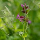 Zartes Blümchen am Wegesrand