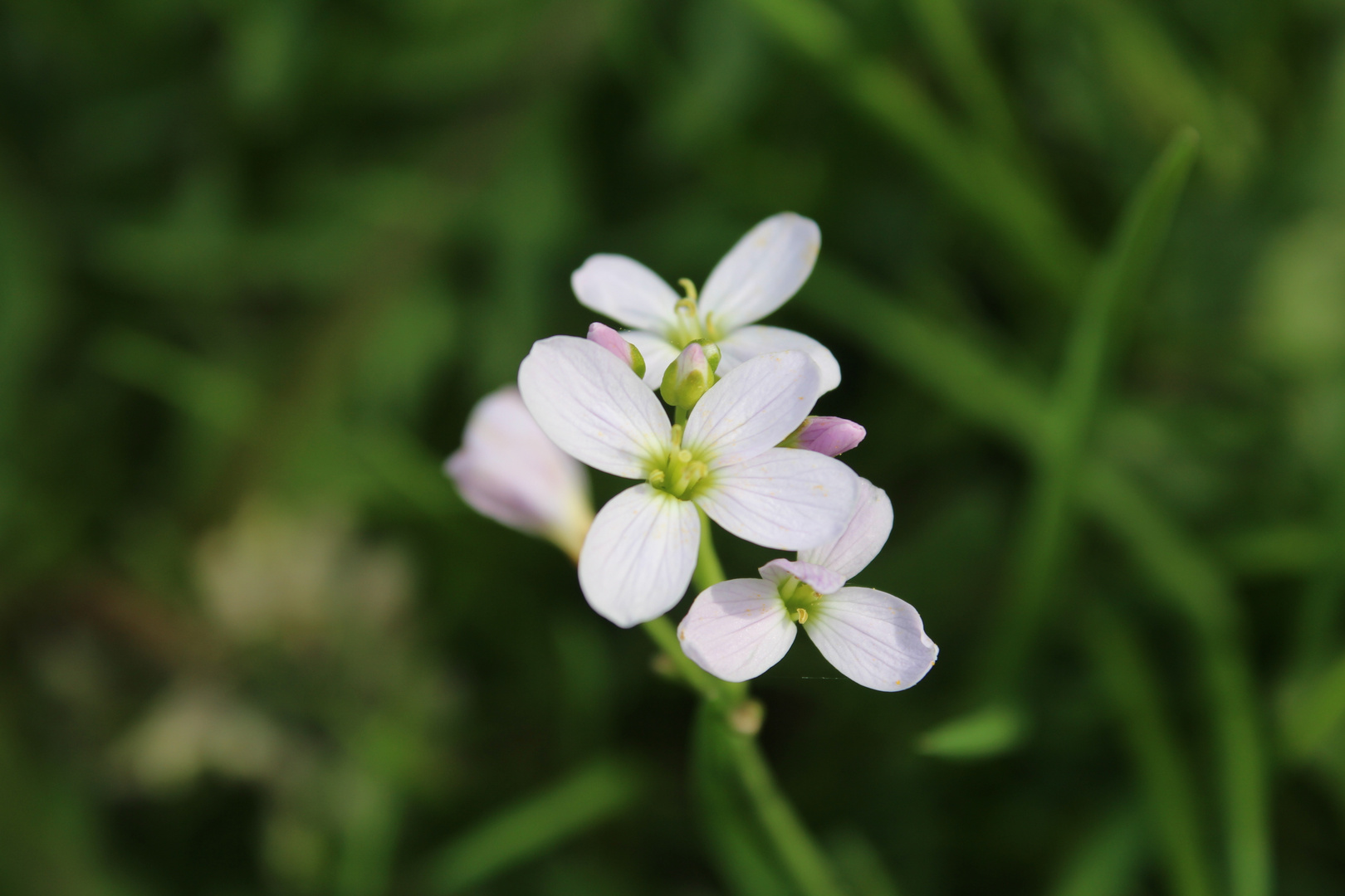 Zartes Blümchen auf der Wiese