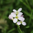 Zartes Blümchen auf der Wiese