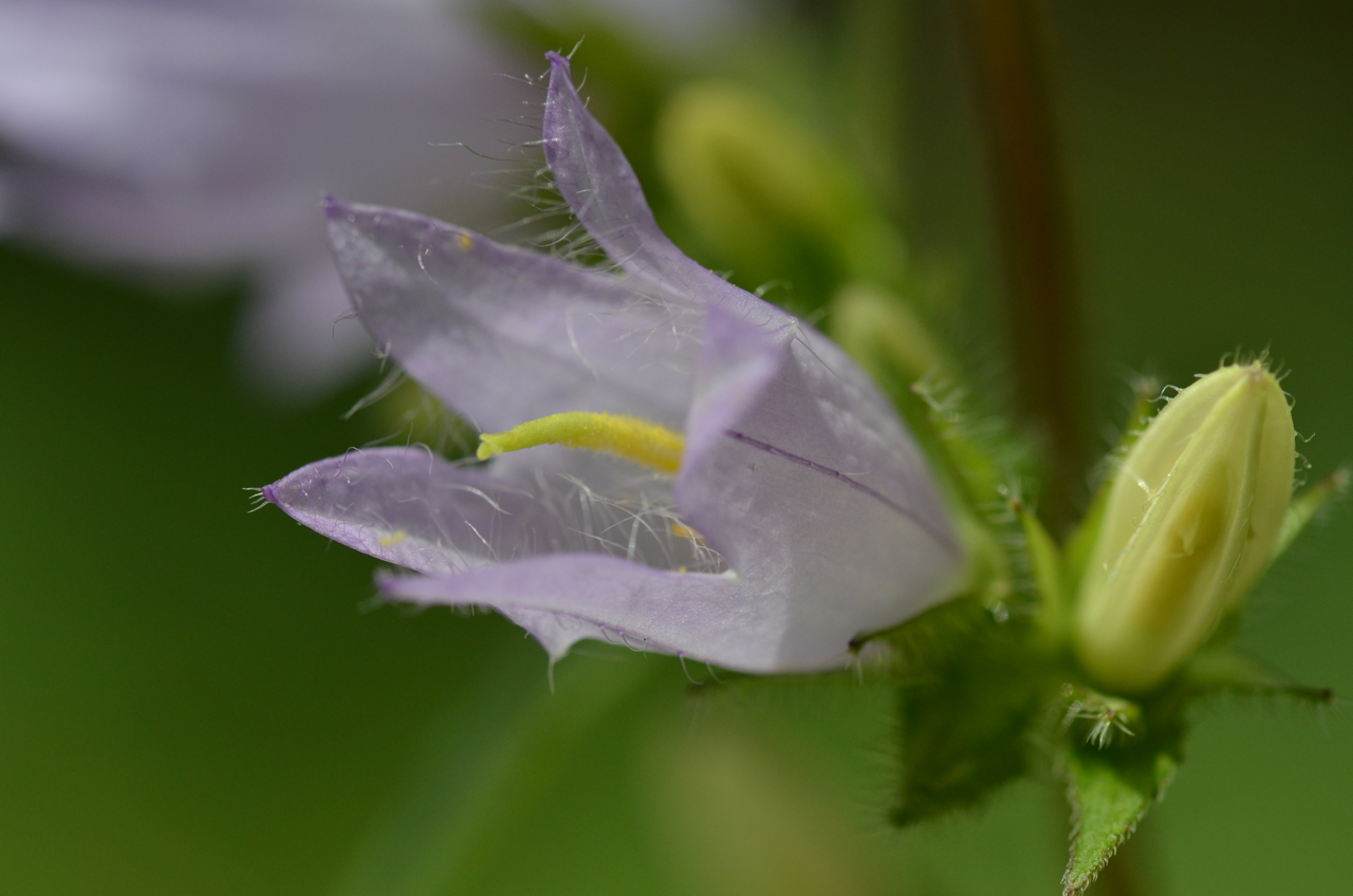 Zartes Blümchen