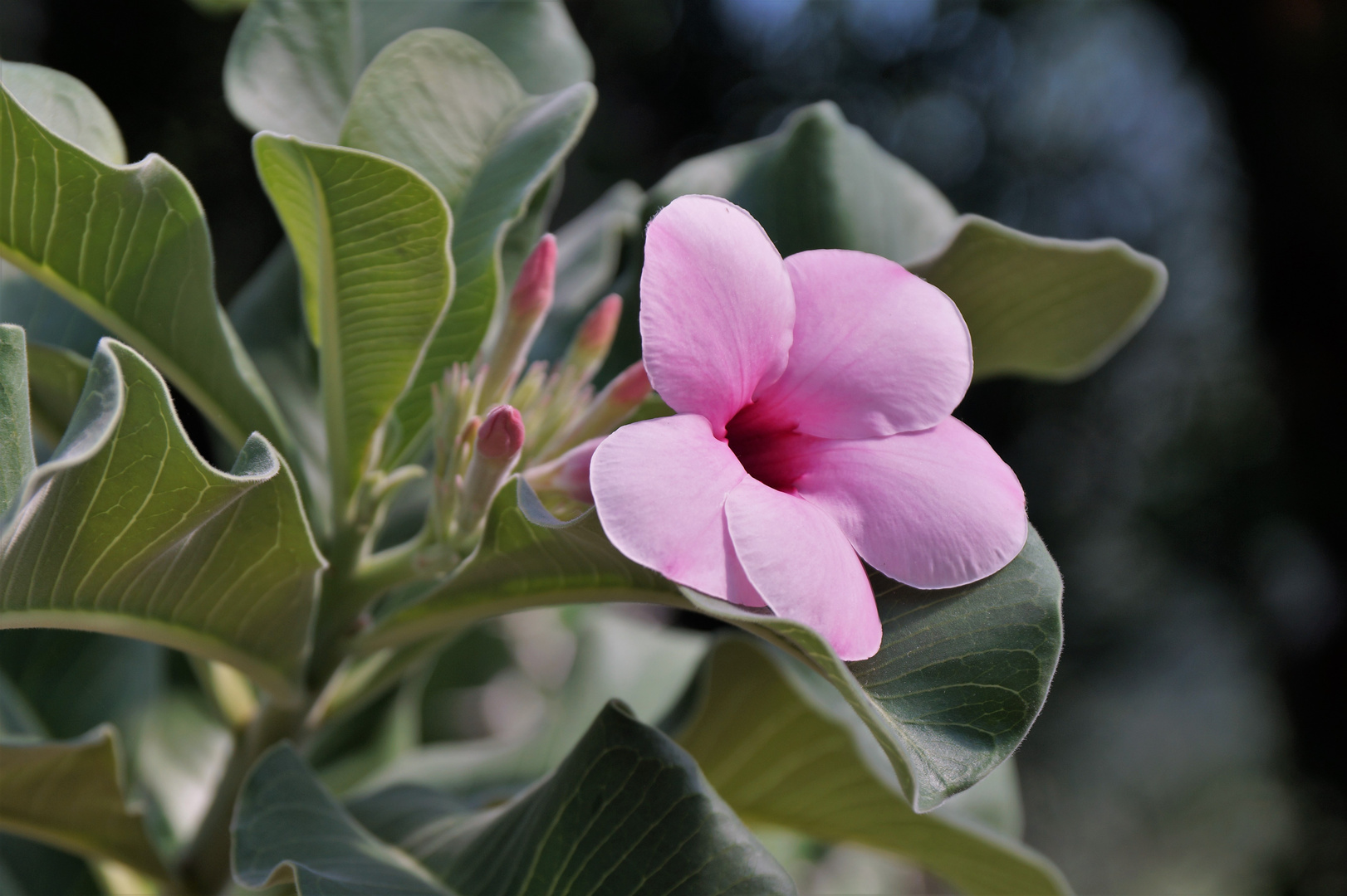 Zartes Blümchen