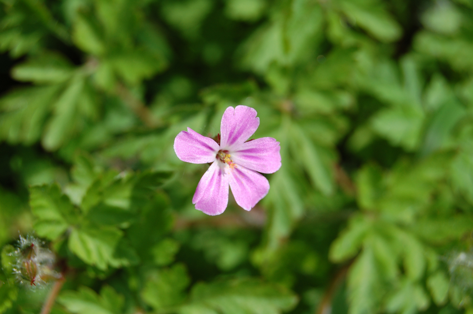 Zartes Blümchen