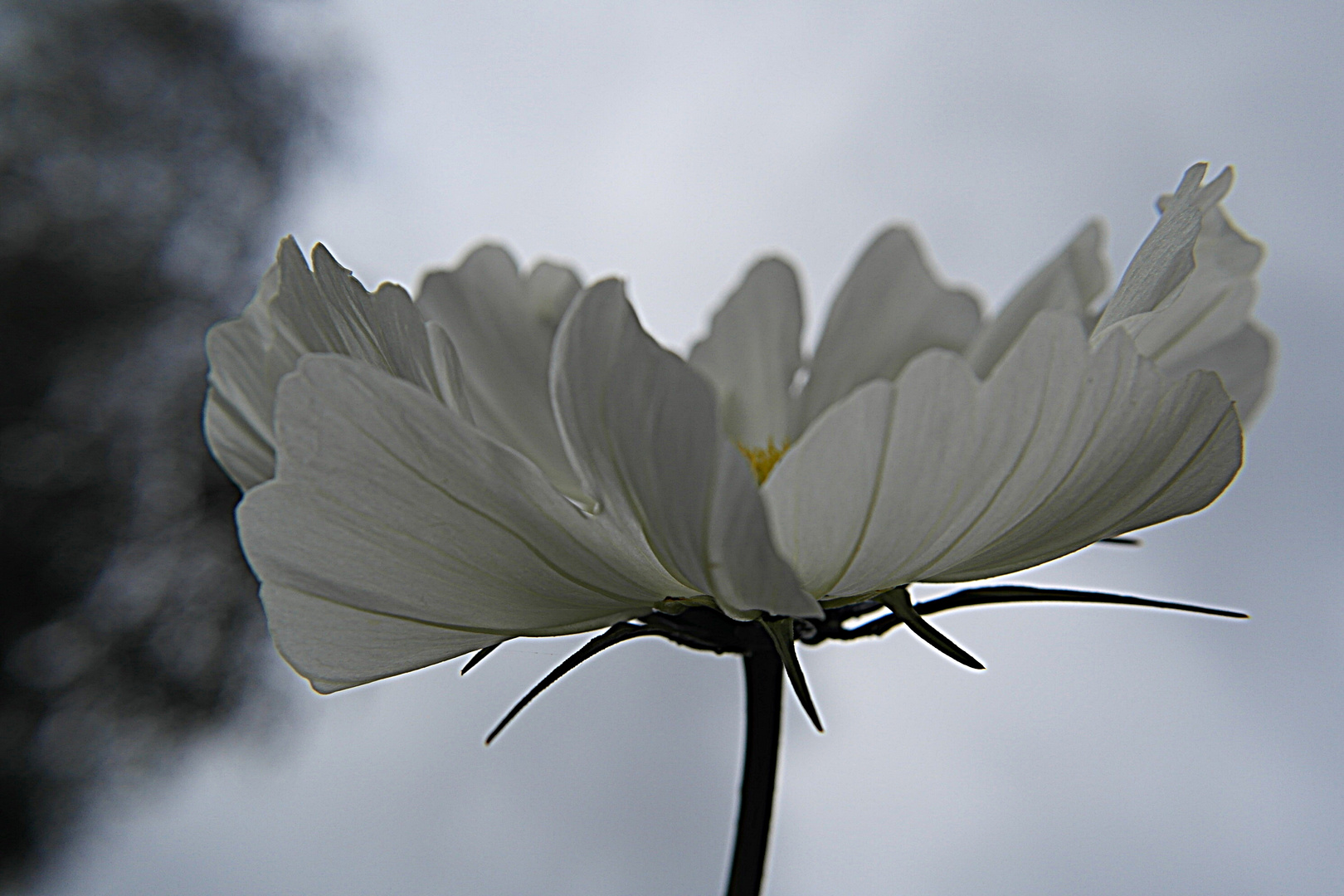 Zartes Blümchen - Einfach mal so abgedrückt