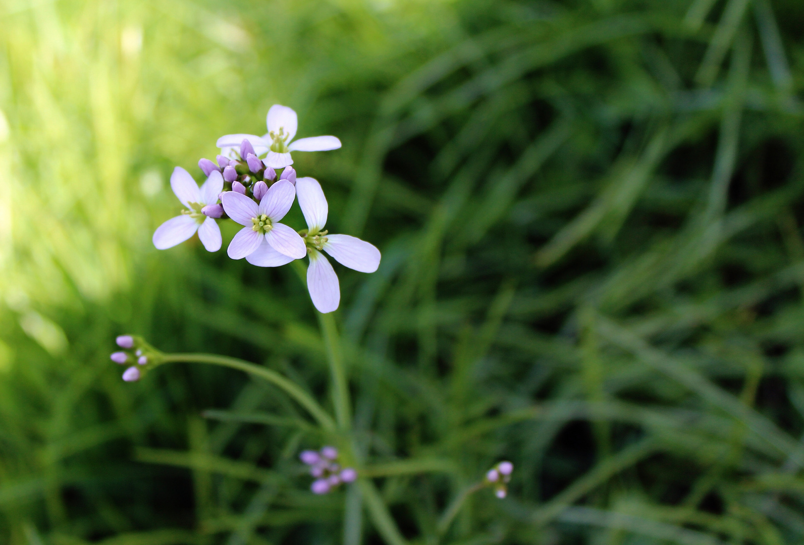 Zartes Blümchen im Frühjahr