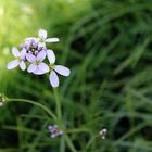 Zartes Blümchen im Frühjahr