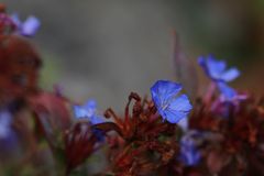 zartes Blümchen im Herbst