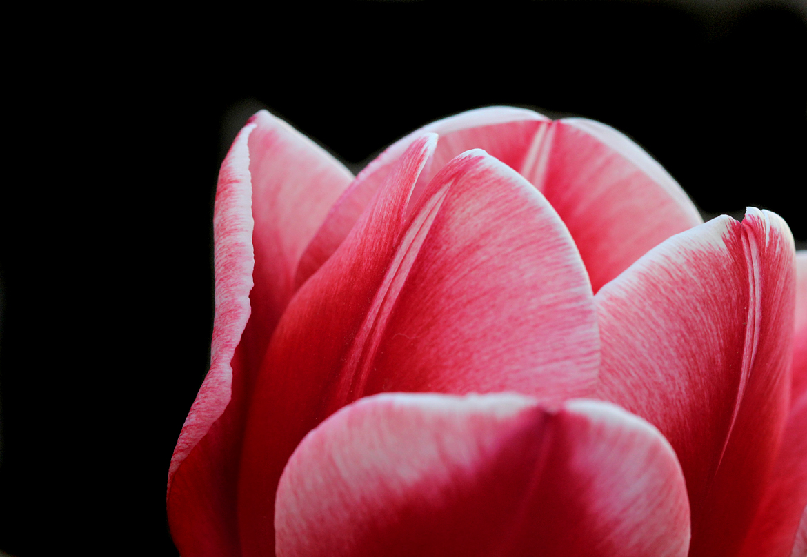 Zartes Blümchen zum 1. Mai